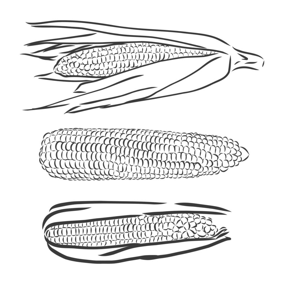 maíz dulce. vector dibujado a mano verduras aisladas sobre fondo blanco. bosquejo del vector del maíz en un fondo blanco