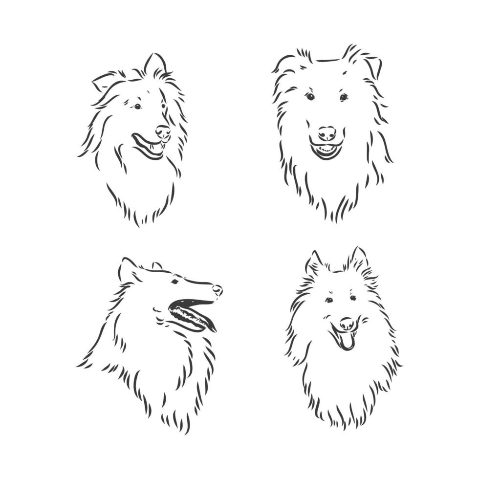 Dog Rough Collie isolated on White background. Vector illustration. collie vector sketch illustration on white background