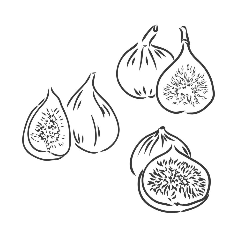 set of figs isolated on white background vector