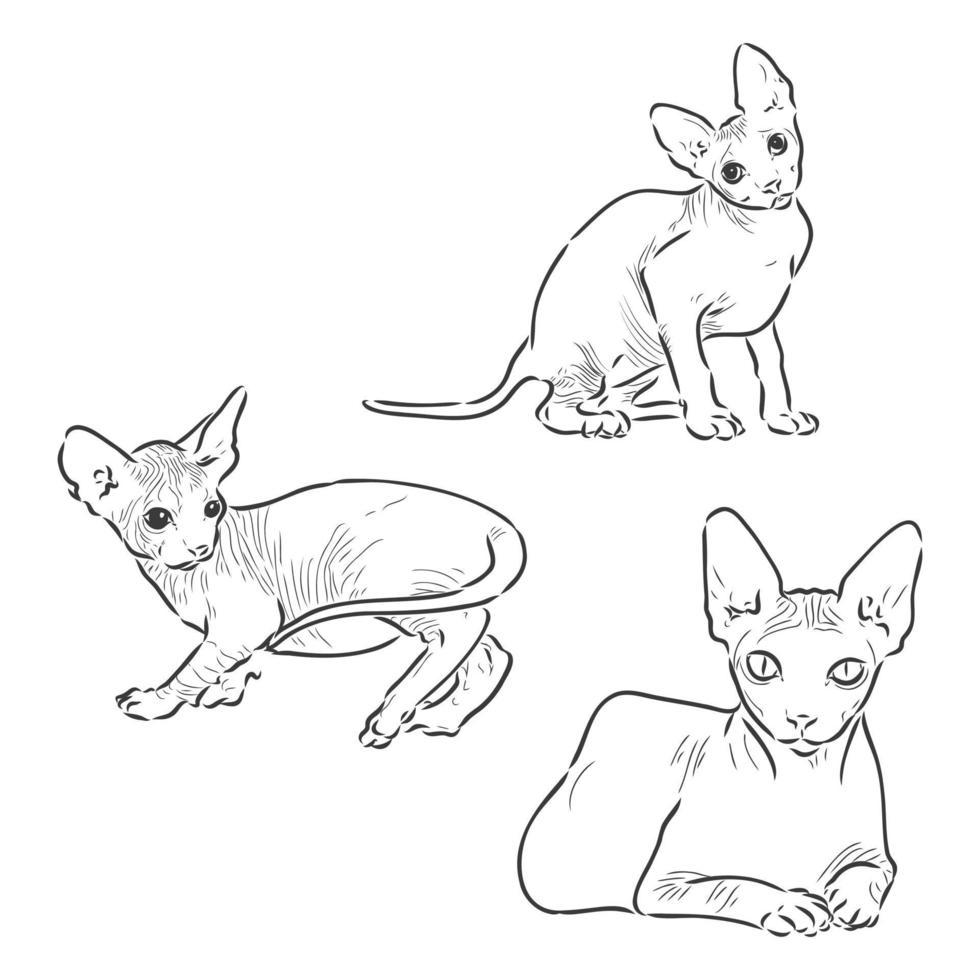 ilustración vectorial de un gato sphynx con un trazador de líneas aislado en un fondo blanco. para imprimir en ropa, papel, logotipo, icono, espacio en blanco para camisetas de diseñadores, platos, cama vector