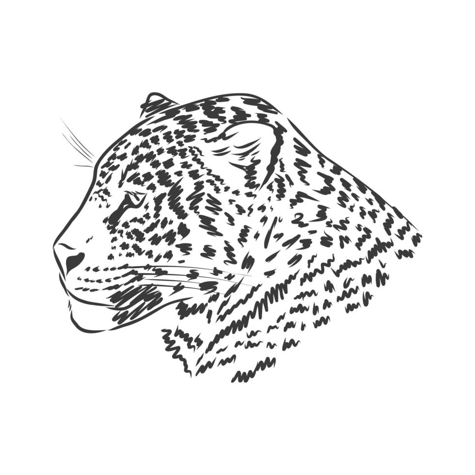 Jaguar. Hand drawn sketch illustration isolated on white background. Jaguar animal, vector sketch illustration