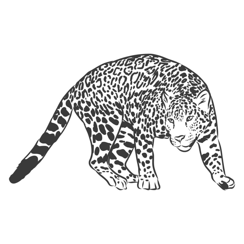 Jaguar. Hand drawn sketch illustration isolated on white background. Jaguar animal, vector sketch illustration