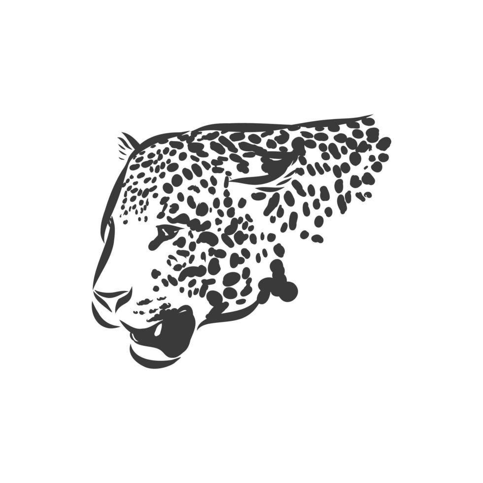 Jaguar. Hand drawn sketch illustration isolated on white background. portrait of a Jaguar animal, vector sketch illustration