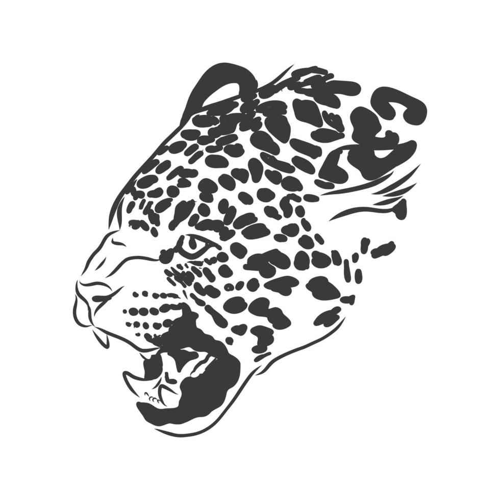 Jaguar. Hand drawn sketch illustration isolated on white background. portrait of a Jaguar animal, vector sketch illustration