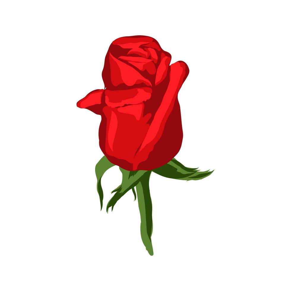 isolated red rose vector