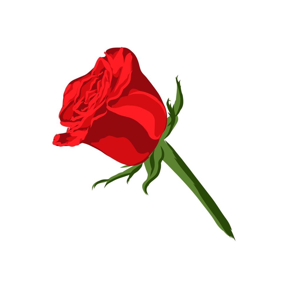 Isolated red rose vector