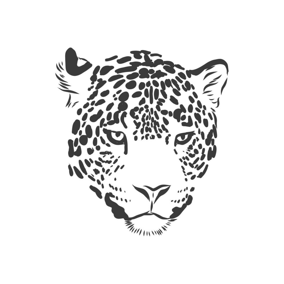 Jaguar. Hand drawn sketch illustration isolated on white background. portrait of a Jaguar animal, vector sketch illustration