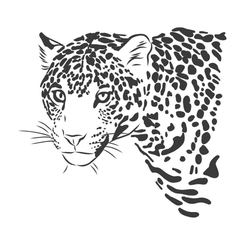 Jaguar. Hand drawn sketch illustration isolated on white background. portrait of a Jaguar animal, vector sketch illustration