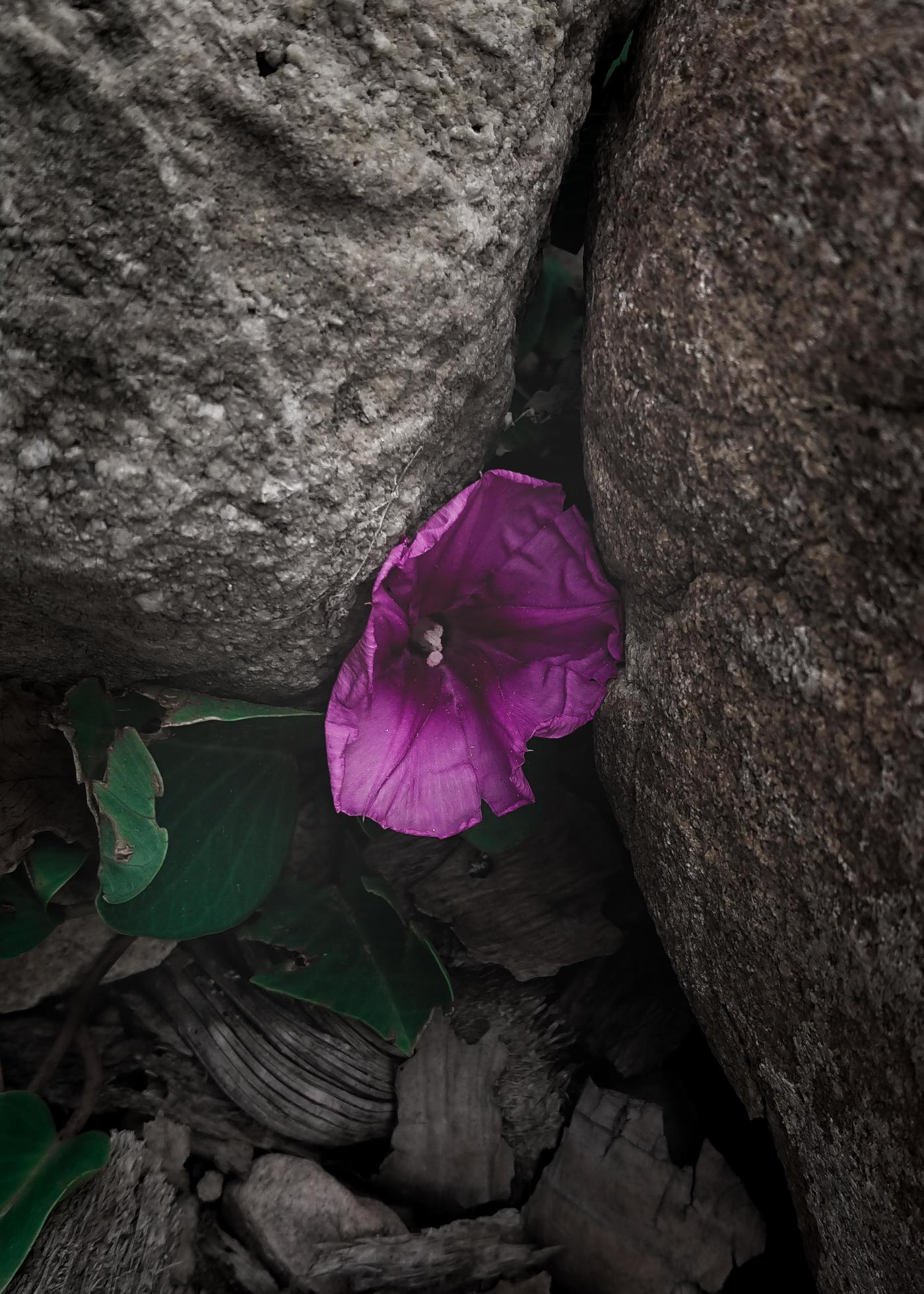Strong Flower Surviving In The Crevice Stock Photo At Vecteezy