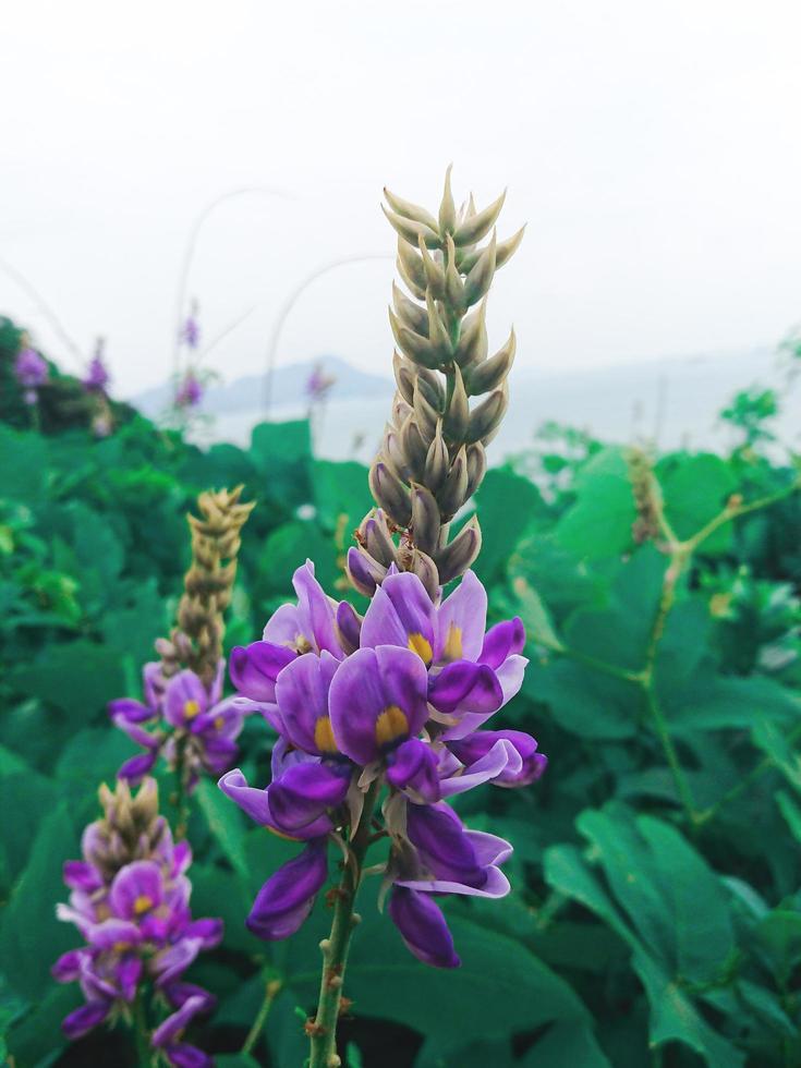 flores silvestres brillantes en hojas verdes foto