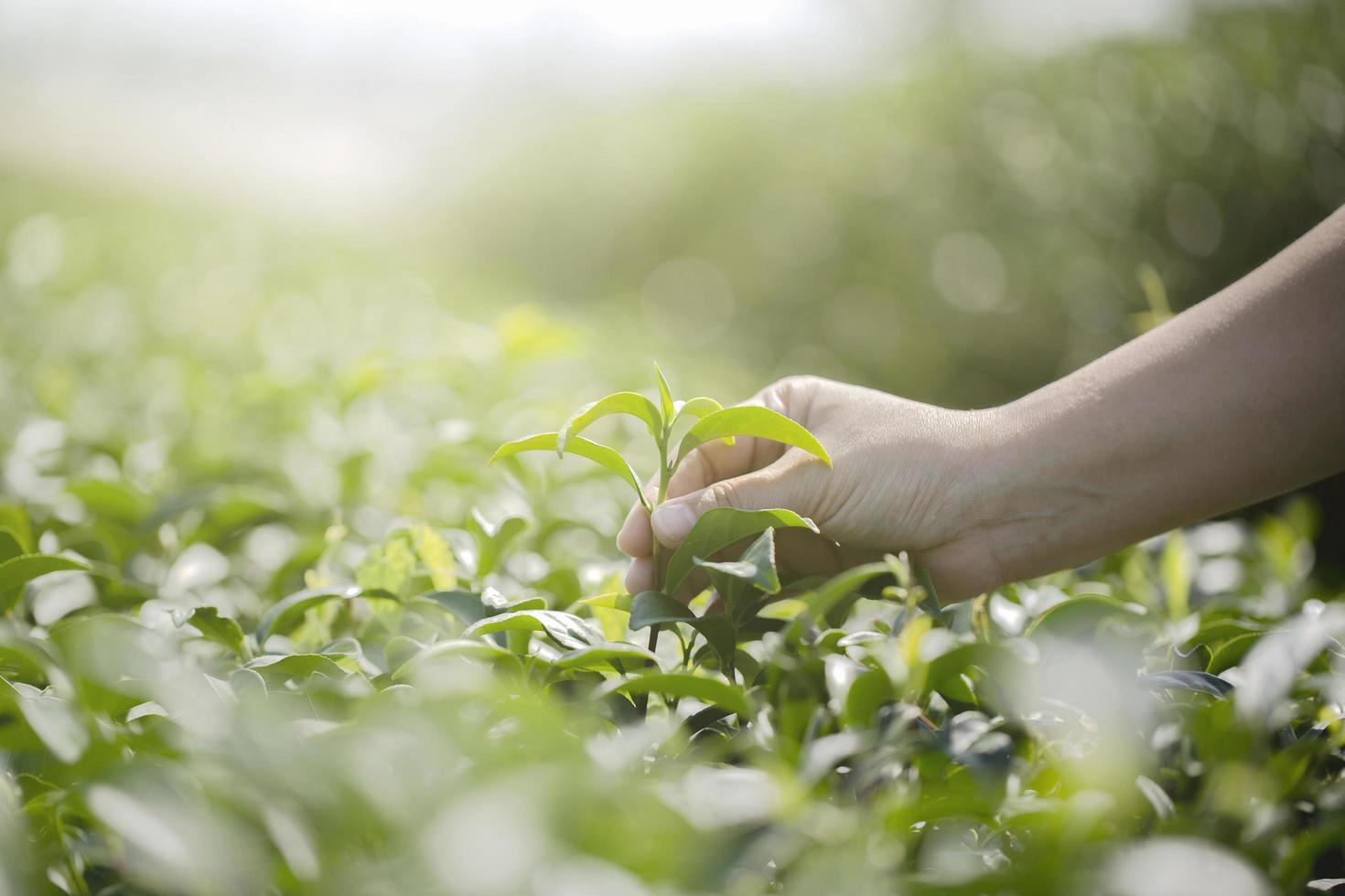 Cerca de la mano recogiendo hojas de té frescas en la granja de té verde orgánico natural foto