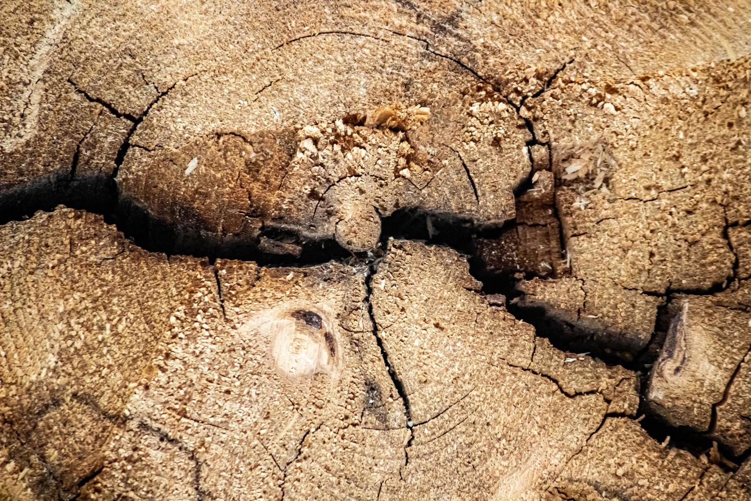 Wood cracks and texture photo