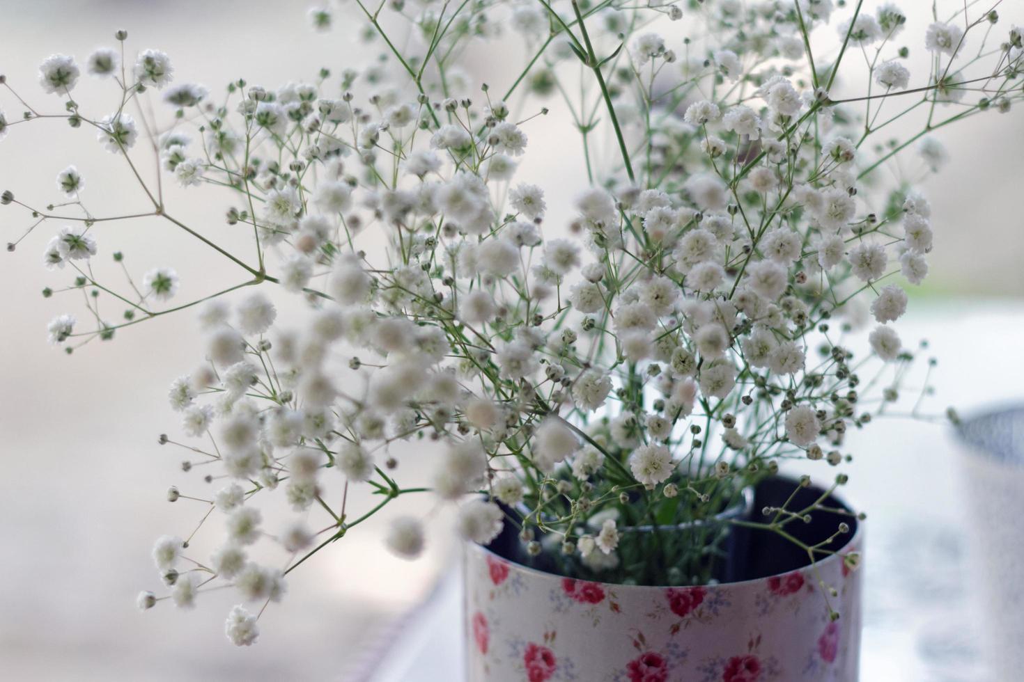 Little white flowers baby's breath photo