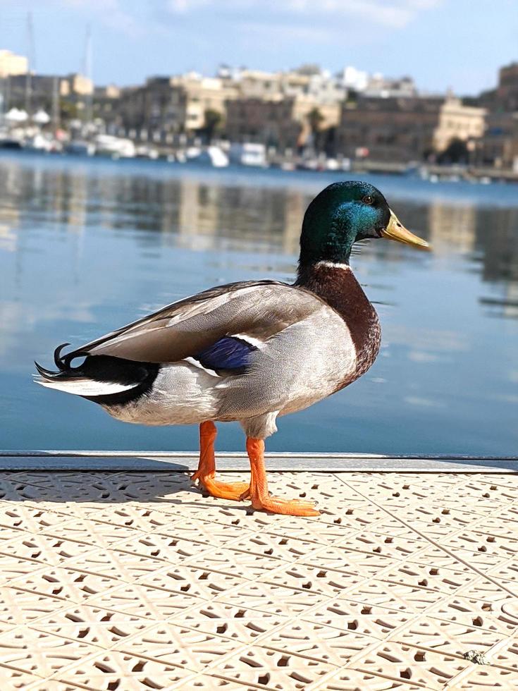 Mallard duck on the city coast. Vertical stock photo. photo