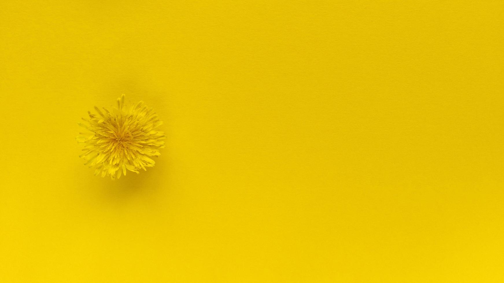 Yellow flower on yellow background. Monochrome simple flat lay with pastel texture. Fashion eco concept. Stock photo. photo