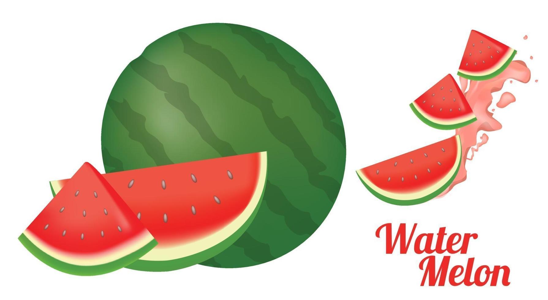 watermelon whole and sliced vector