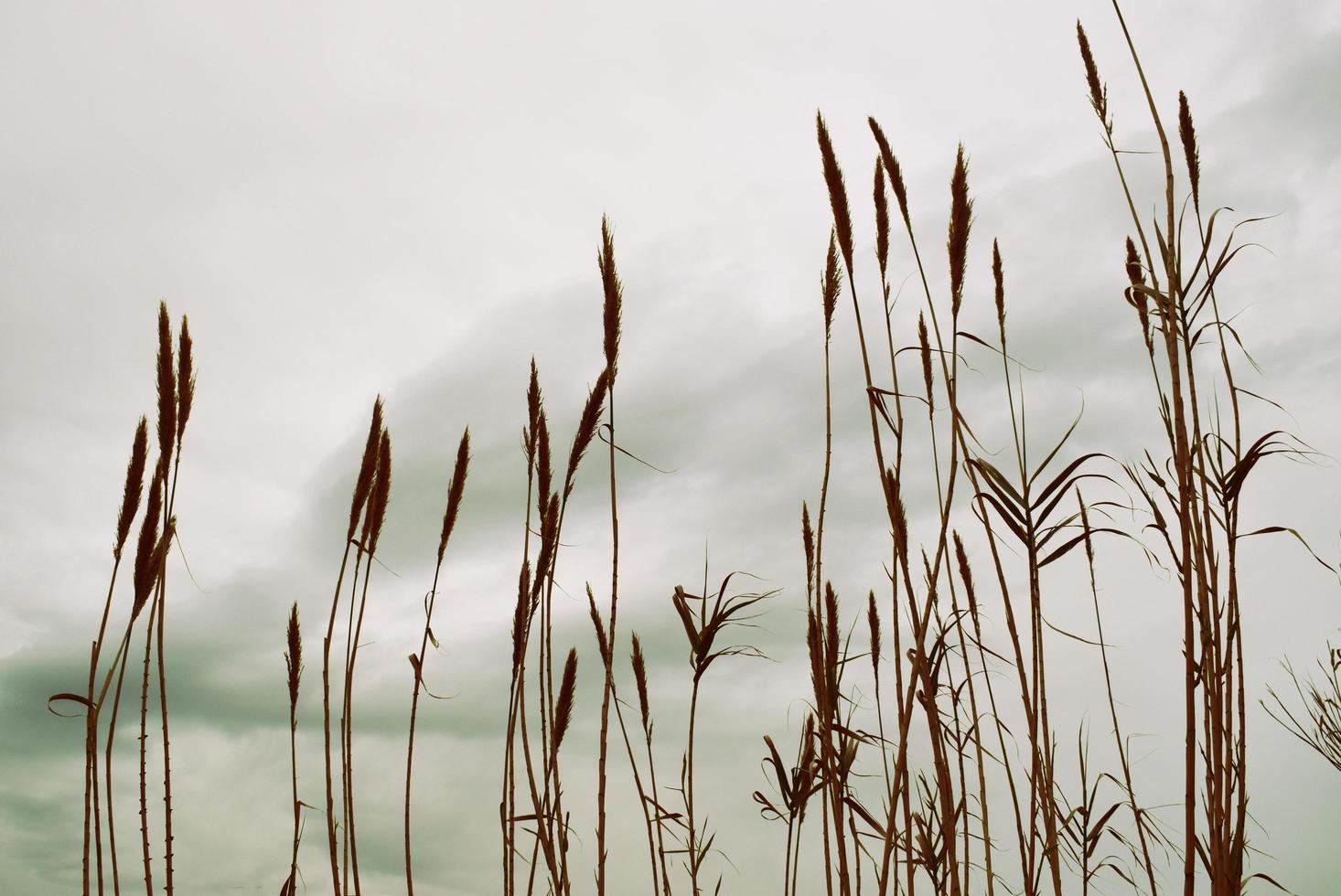 Wheatfield under a cloudy sky photo