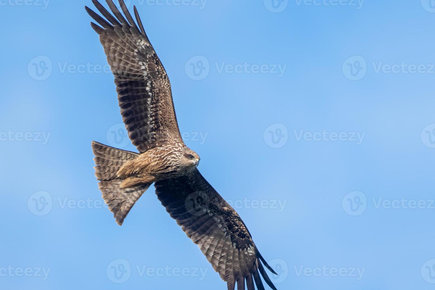 Milvus migrans - Black Kite, Crete photo