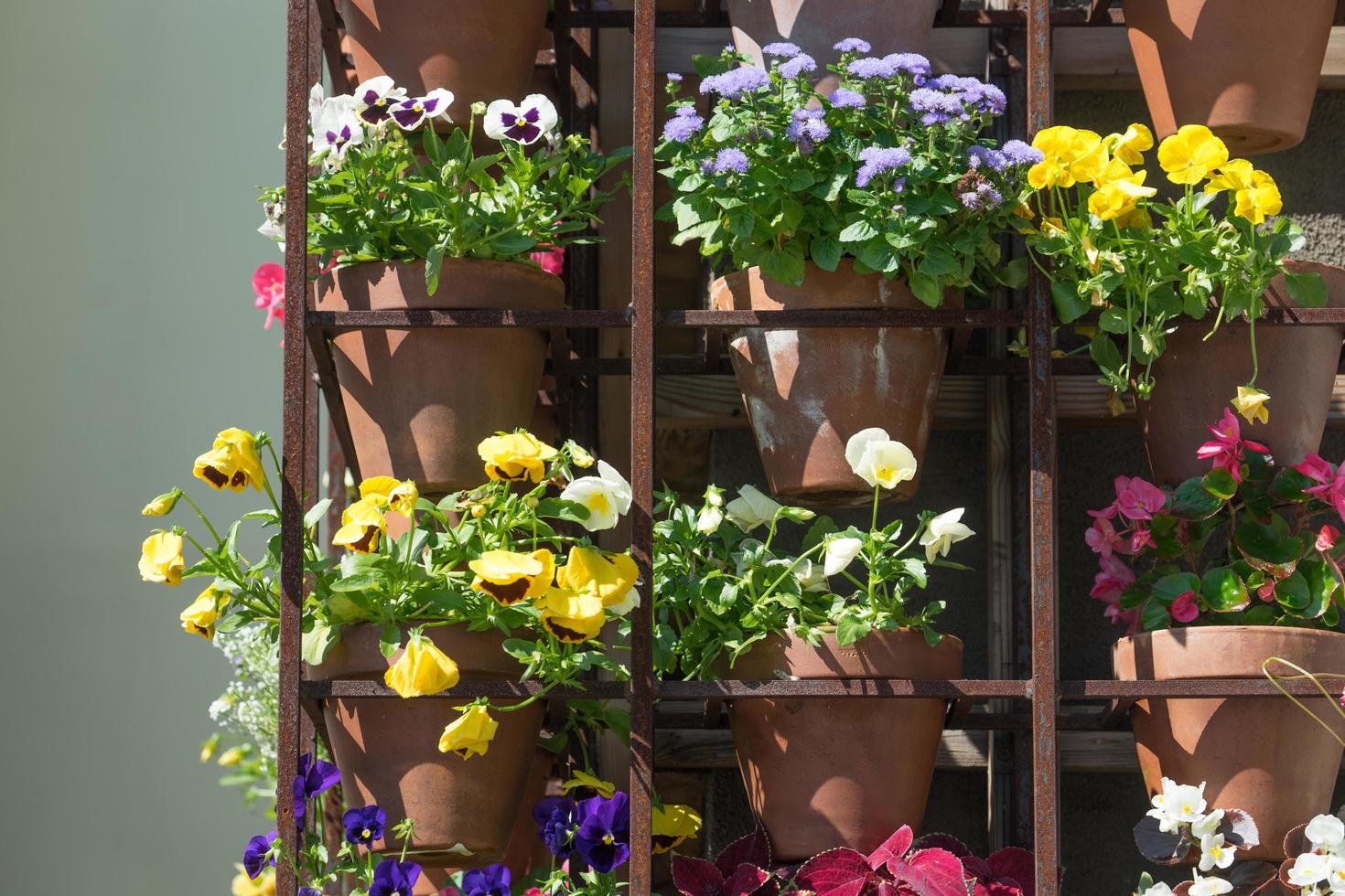 Wall of various plants of different colors in pots photo