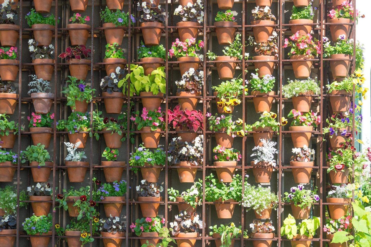 Muro de varias plantas de diferentes colores en macetas. foto