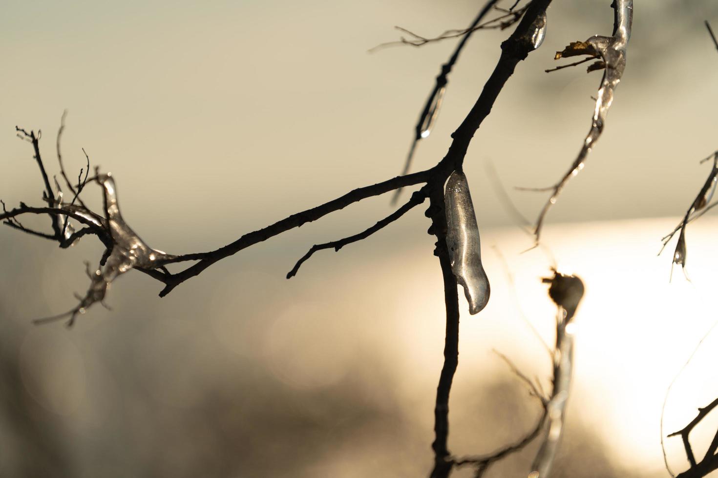 Icicles on bare tree branches photo