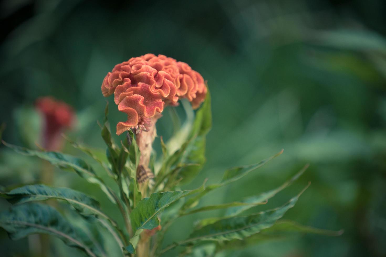 Close-up of celosia flower with blurred green background photo