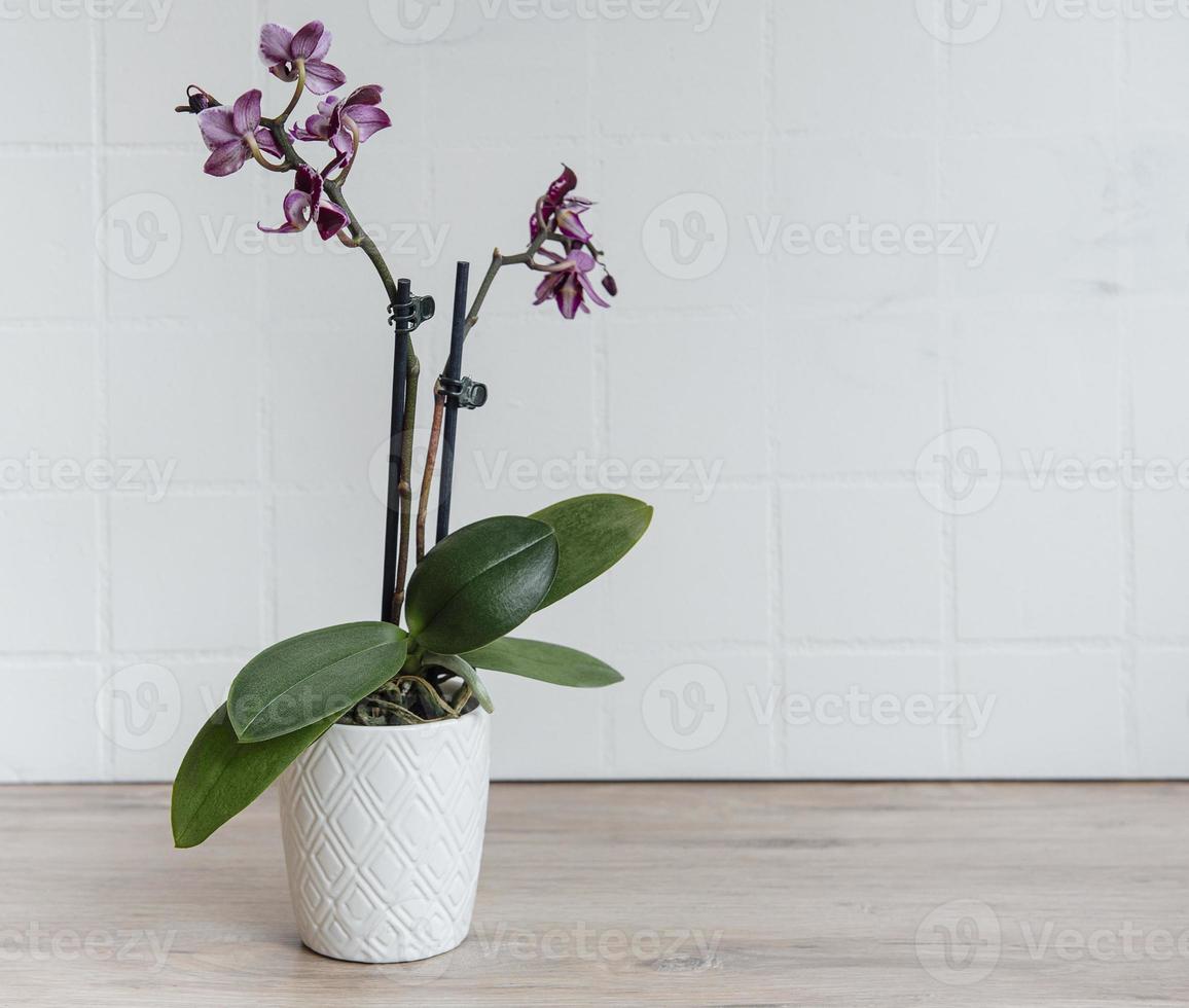 Purple orchids in a white pot photo