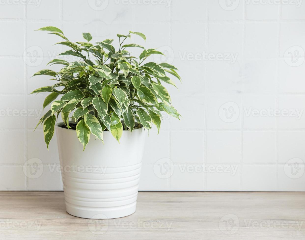 Ficus Benjamin en una mesa foto