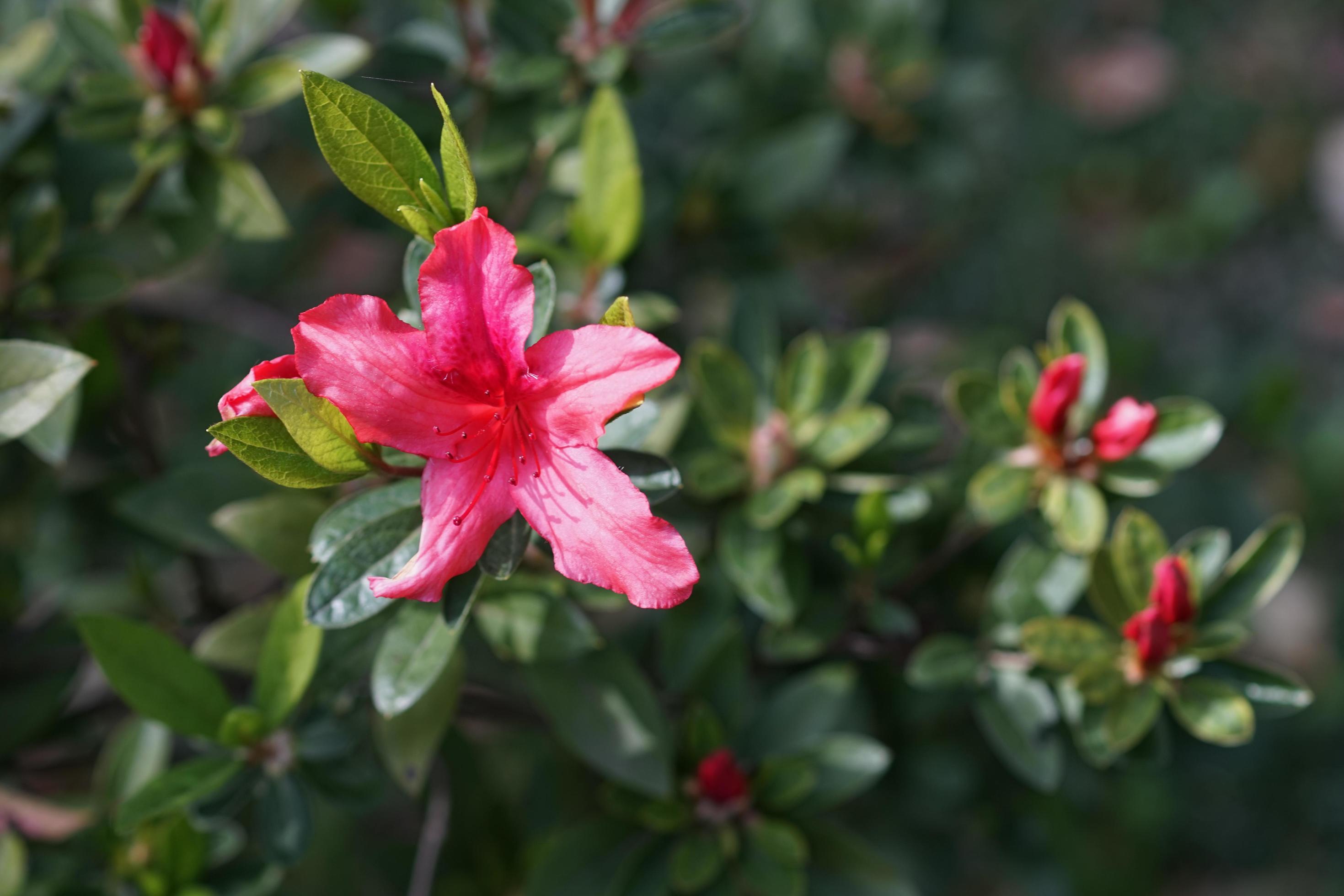 Pink rhododendron flowers with blurred green background 2288151 Stock