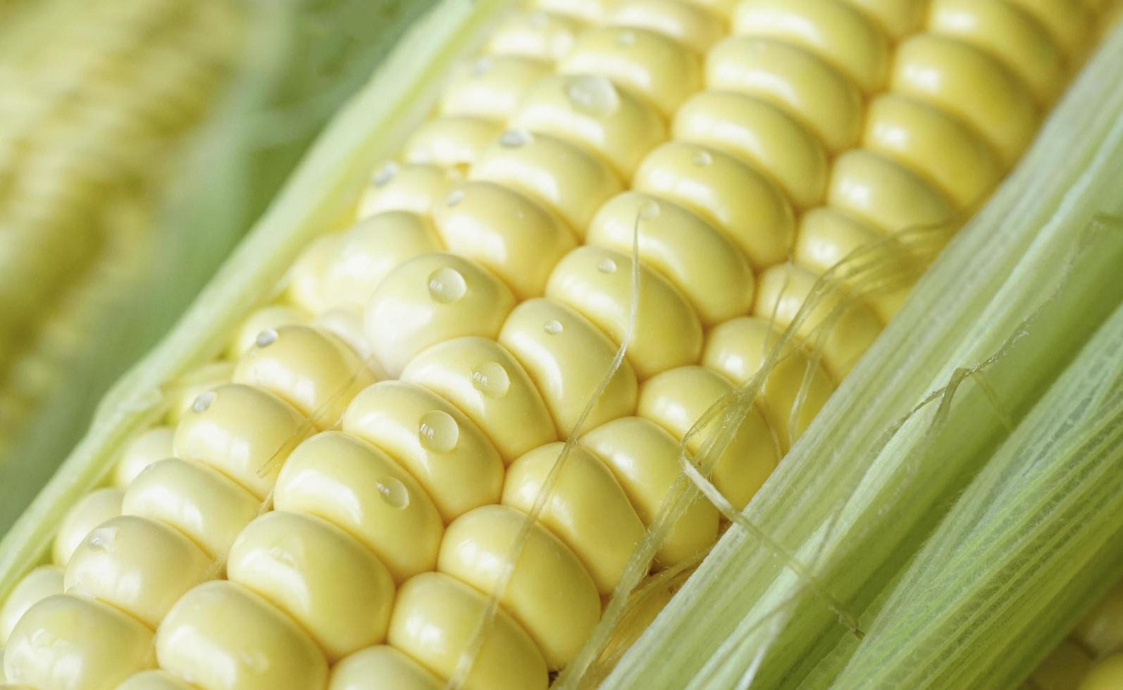 Close-up de una mazorca de maíz con gotas de agua foto