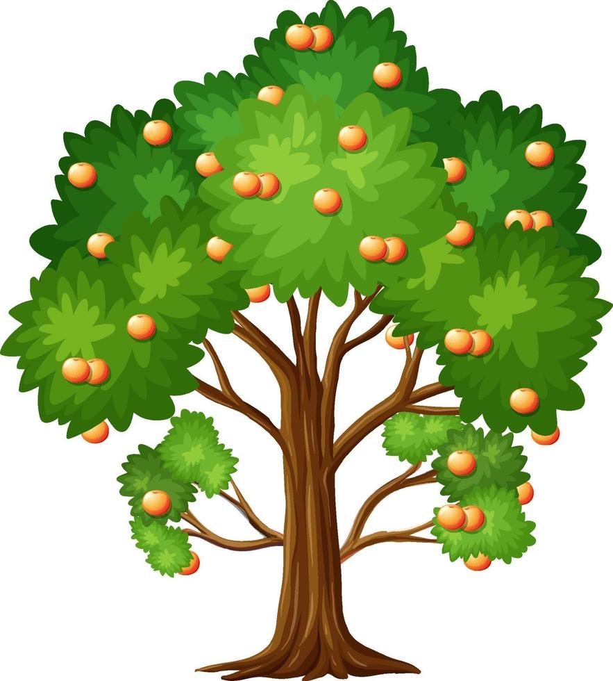 Árbol frutal de naranja en estilo de dibujos animados aislado sobre fondo blanco. vector