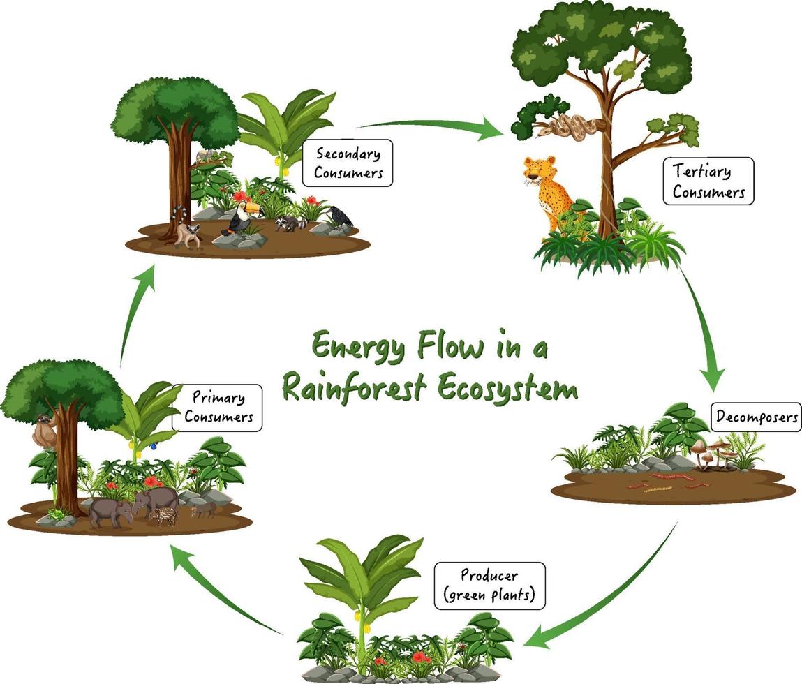 Energy flow in a rainforest ecosystem diagram vector