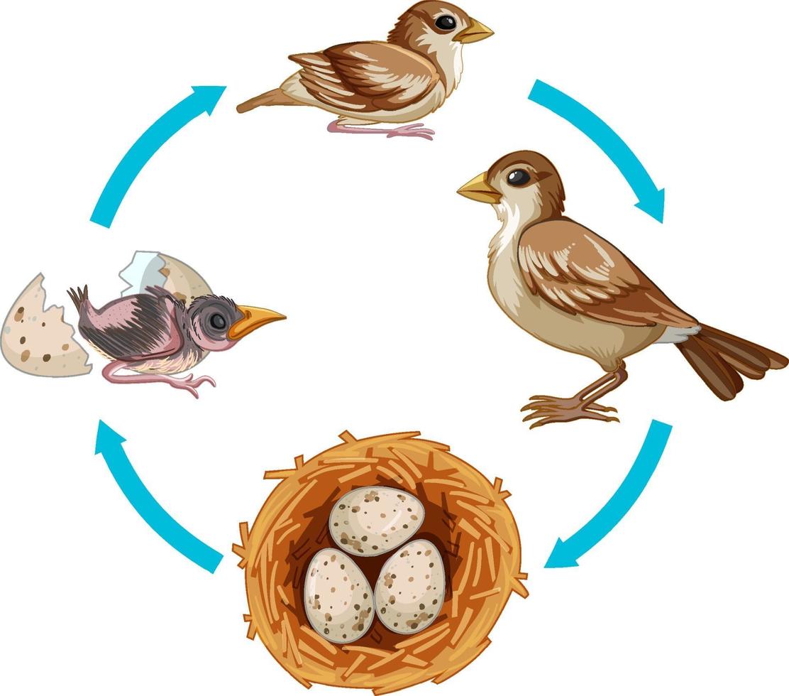 ciclo de vida del pájaro sobre fondo blanco vector