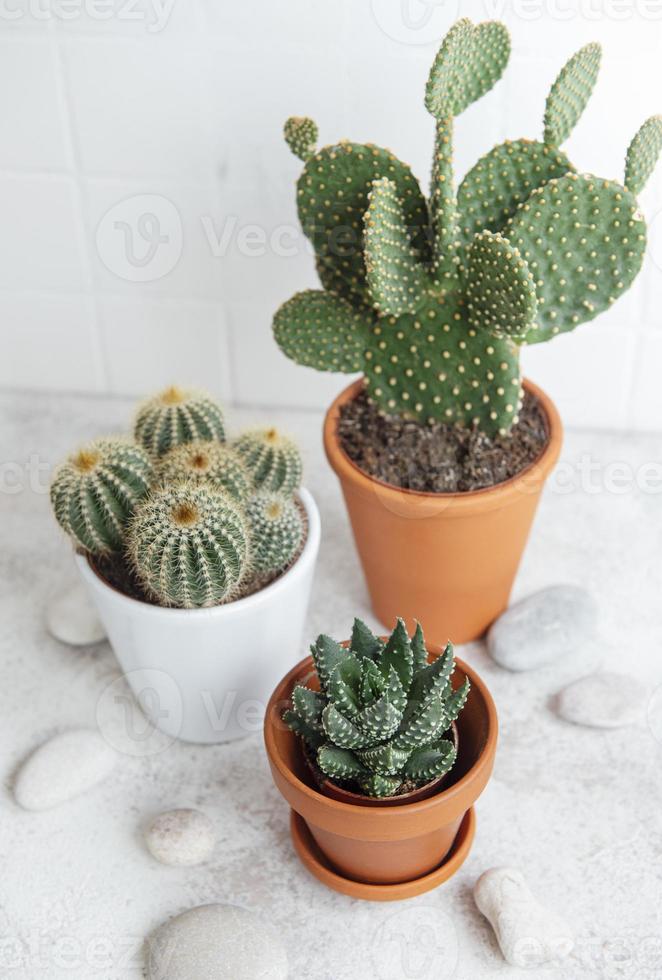 Cactus en macetas de cerámica sobre una superficie blanca foto