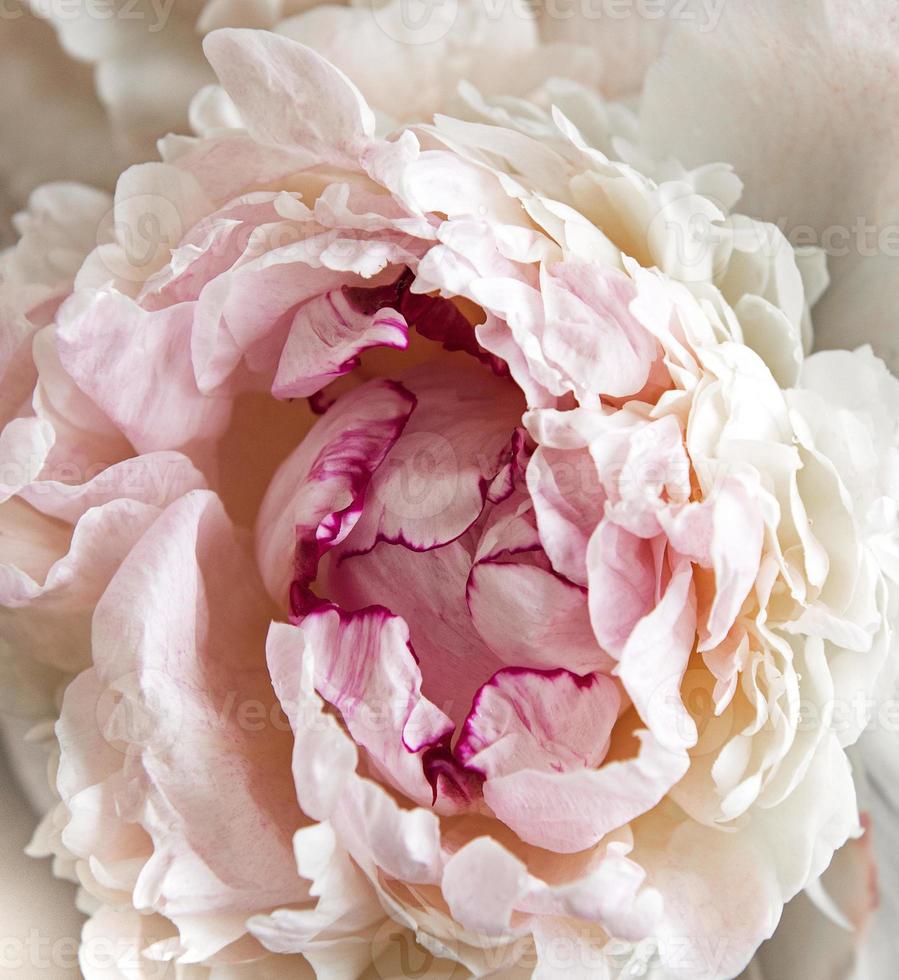 Close-up of a peony photo