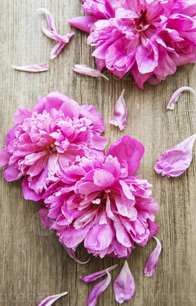 flores de peonía rosa sobre madera foto