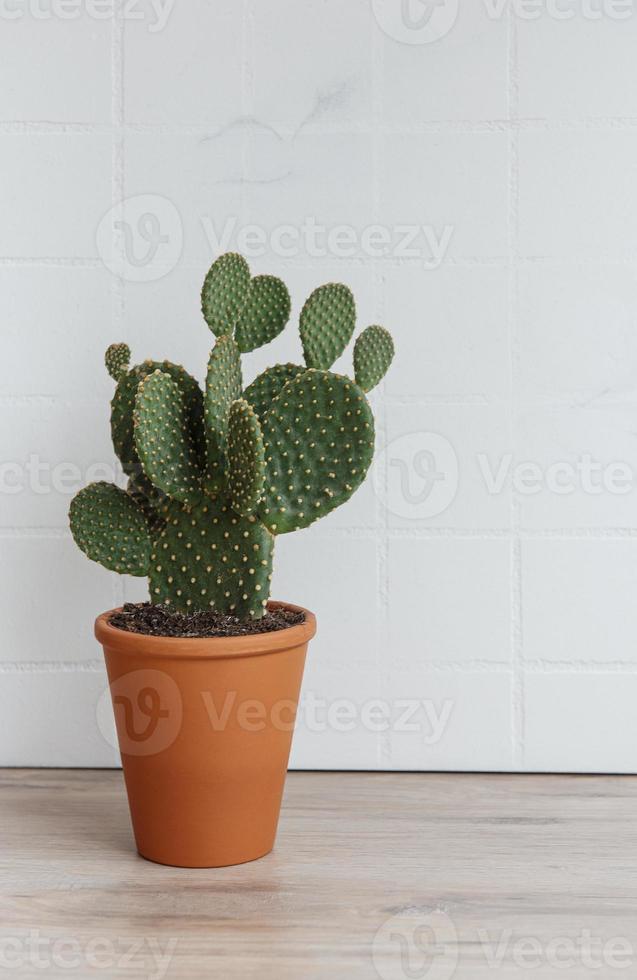 Cactus opuntia in pot photo