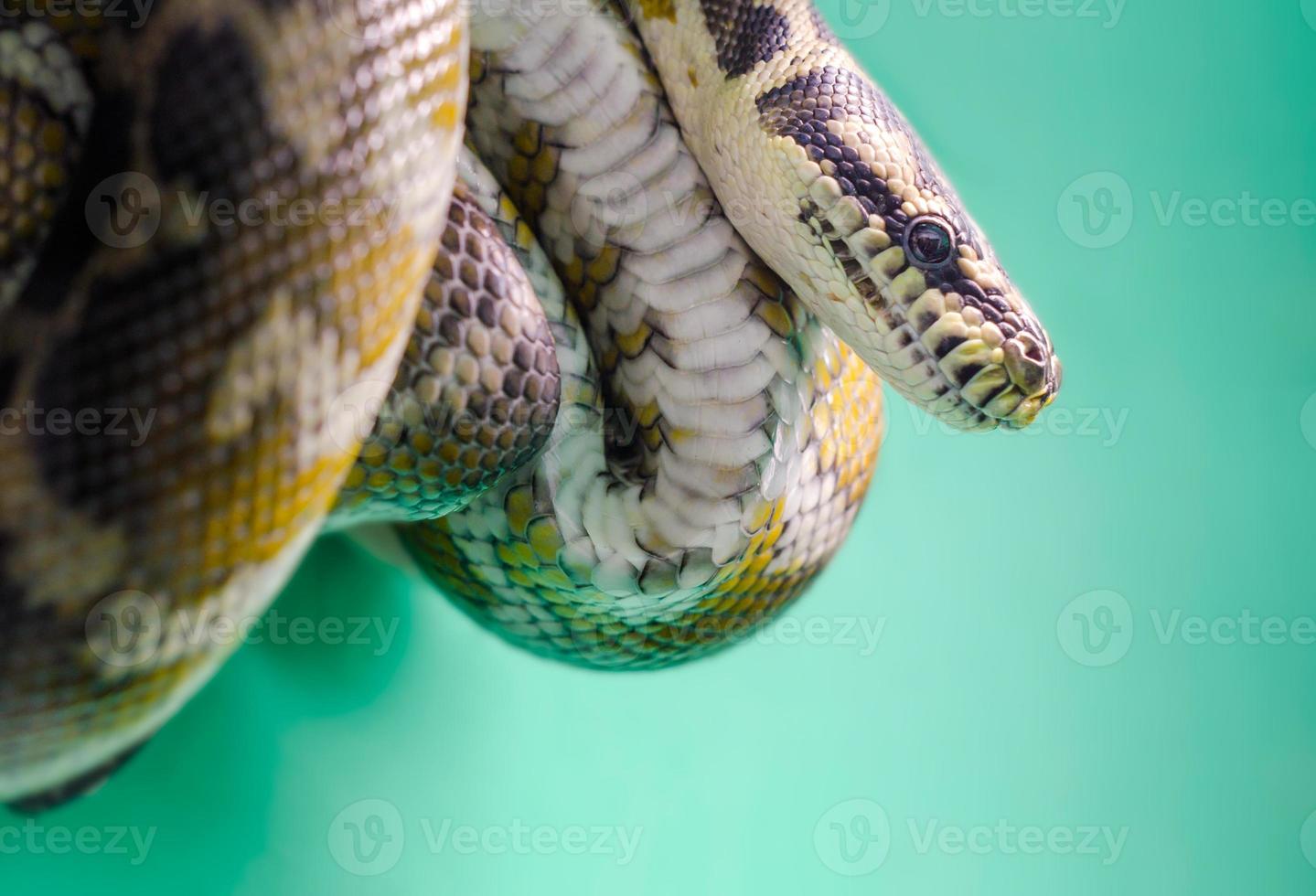 Cabeza y ojos de una serpiente colgando de una rama de cerca foto