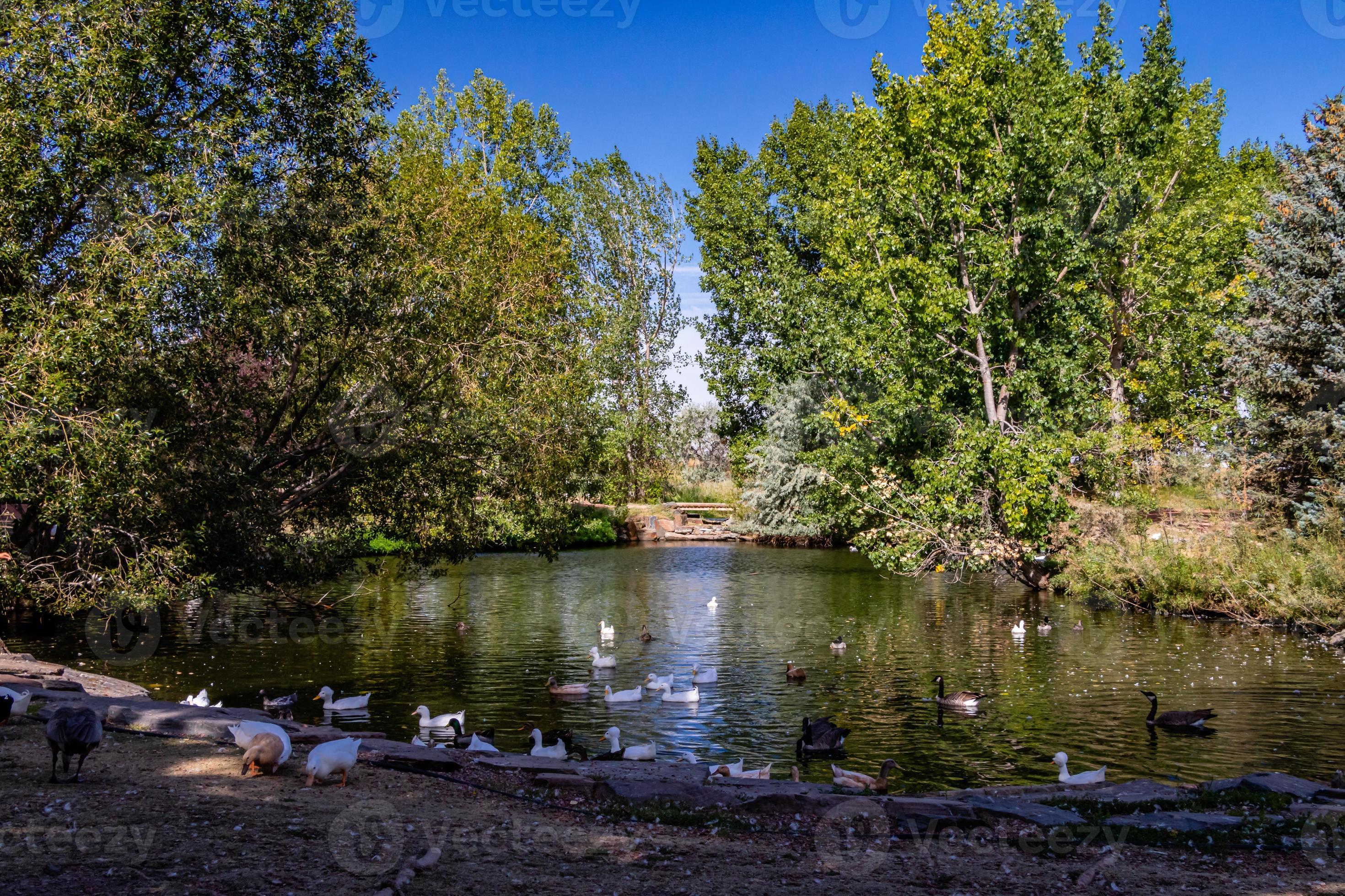 Ducks and geese in a pond 2289466 Stock Photo at Vecteezy