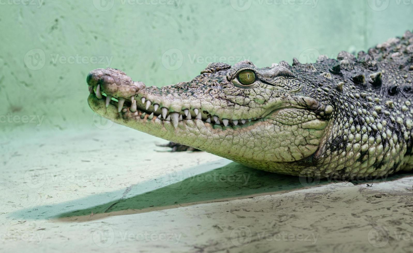 Cabeza de cocodrilo con boca dentuda y ojos amarillos de cerca foto