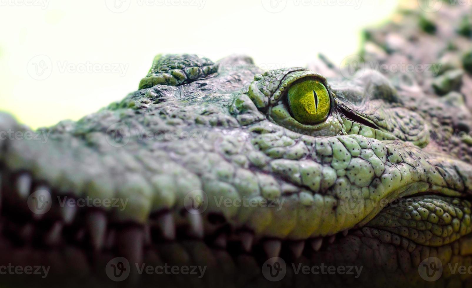 Crocodile head with toothy mouth and yellow eyes close up photo