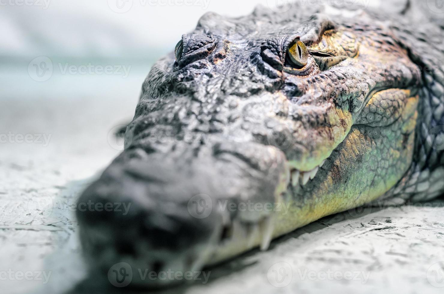 Cabeza de cocodrilo con boca dentuda y ojos amarillos de cerca foto