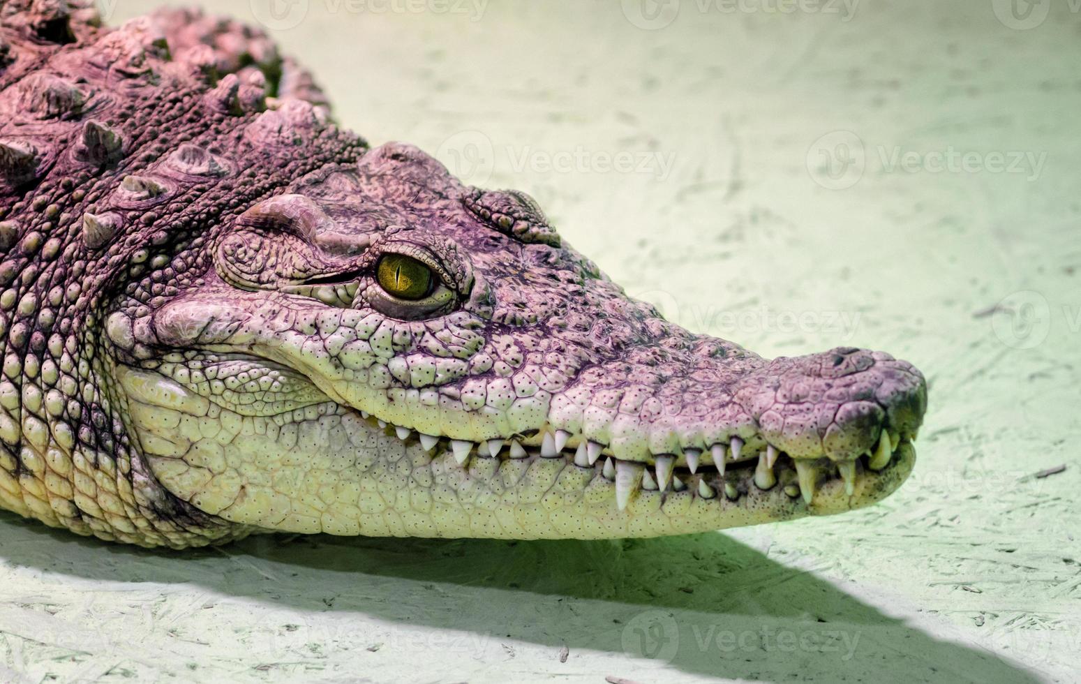 Cabeza de cocodrilo con boca dentuda y ojos amarillos de cerca foto