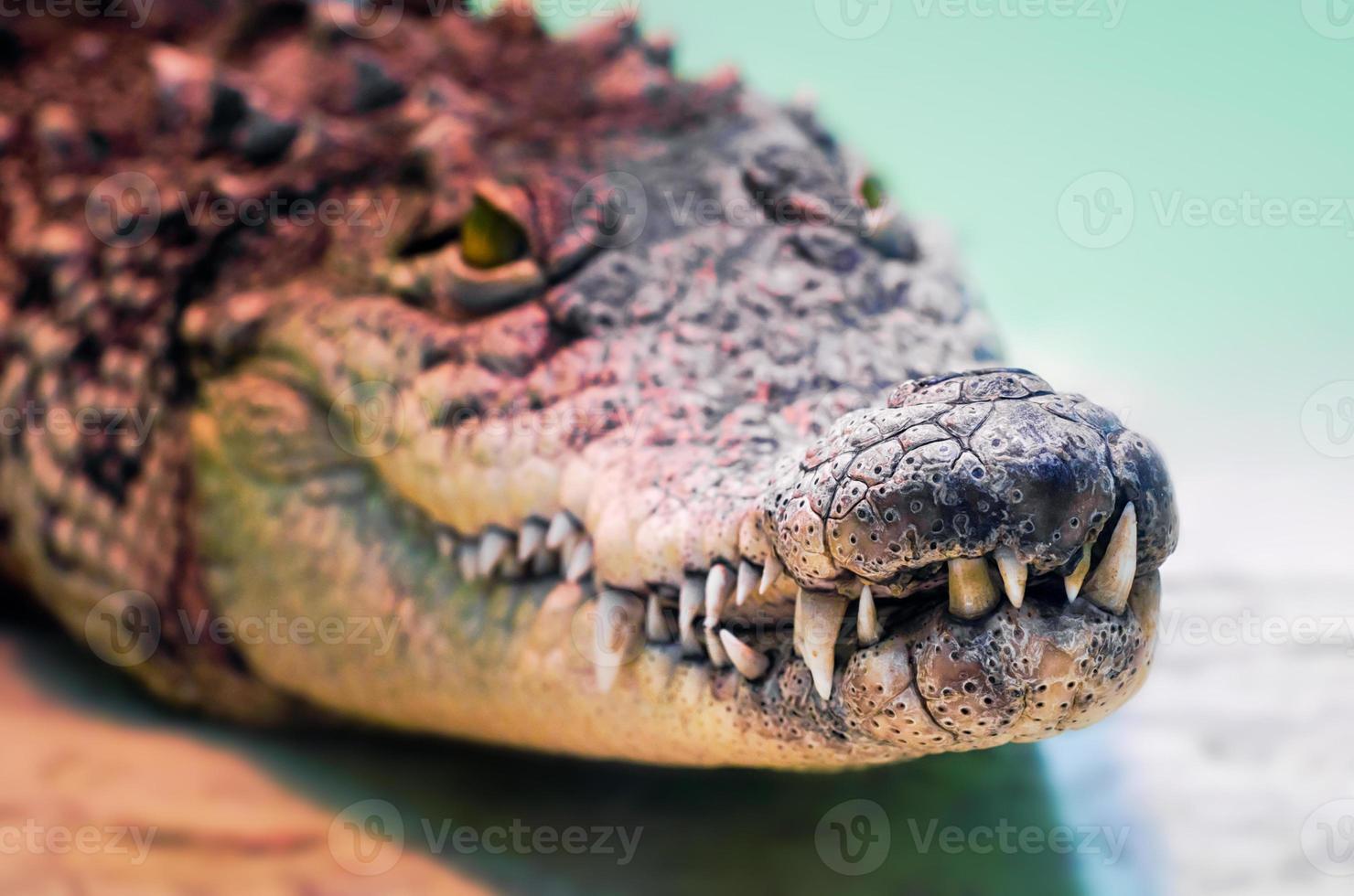 Crocodile head with toothy mouth and yellow eyes close up photo