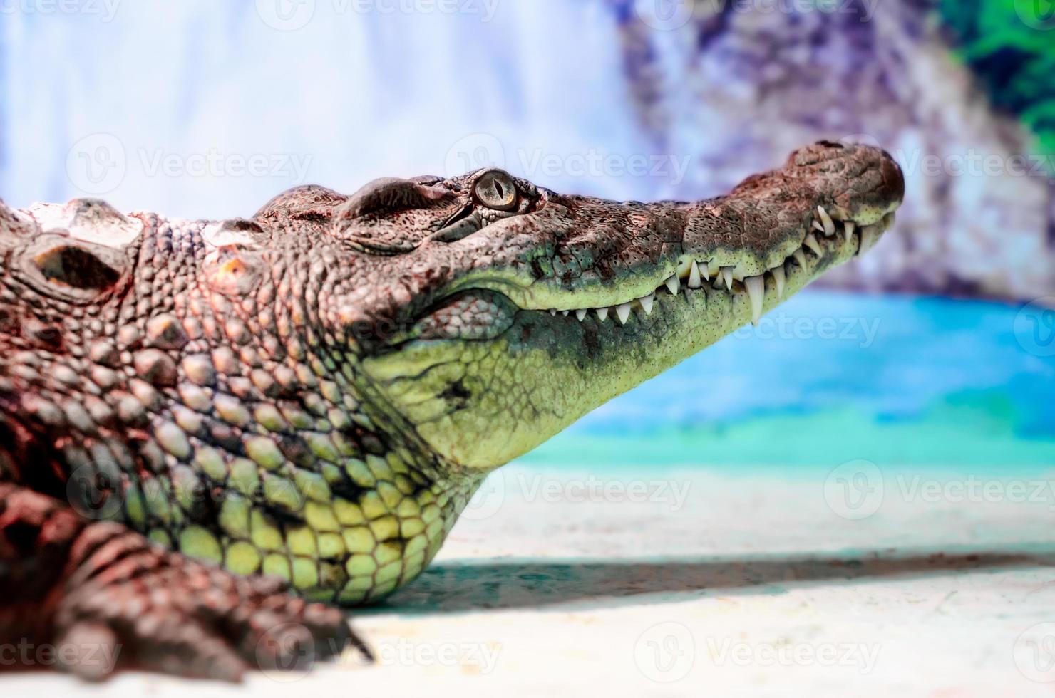 Gran cabeza de cocodrilo con boca dentuda y ojos verdes de cerca foto