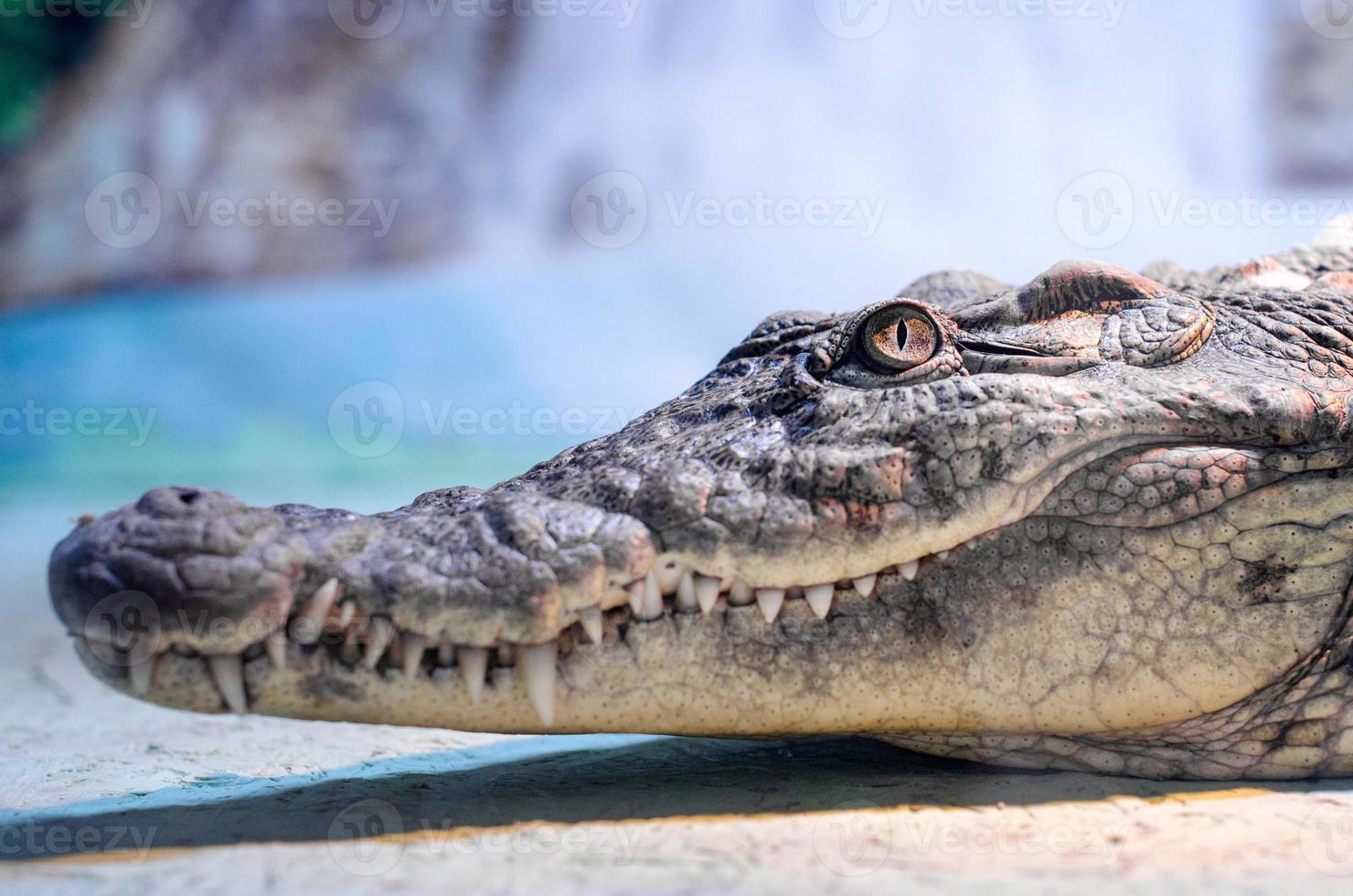 Big crocodile head with toothy mouth and green eyes close up photo