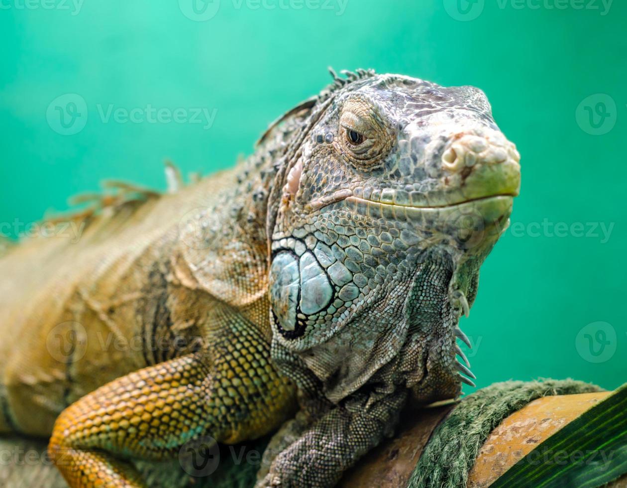 Big iguana on a green background close up photo