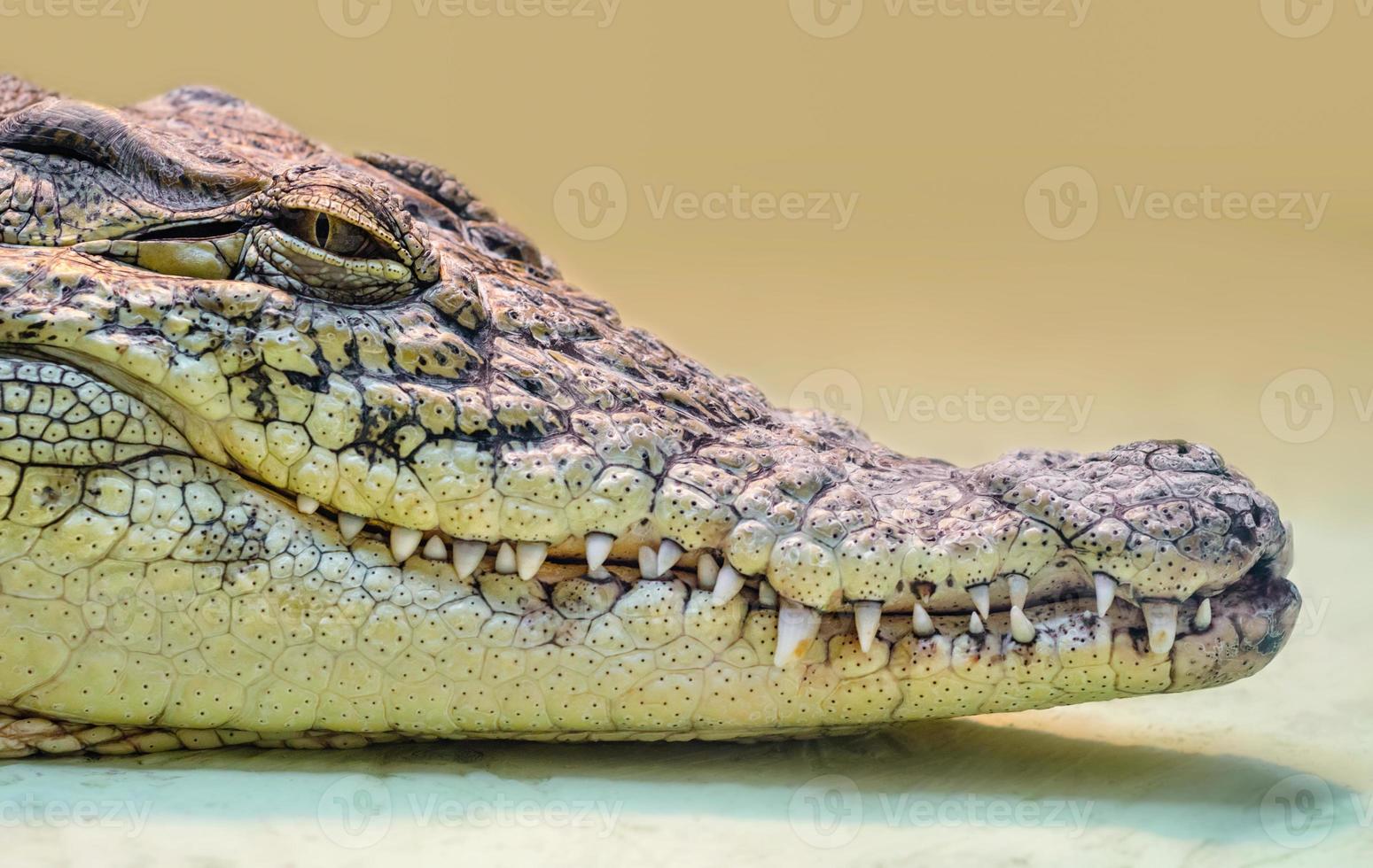 Cabeza de cocodrilo con boca dentuda y ojos amarillos aislados de cerca sobre un fondo amarillo foto