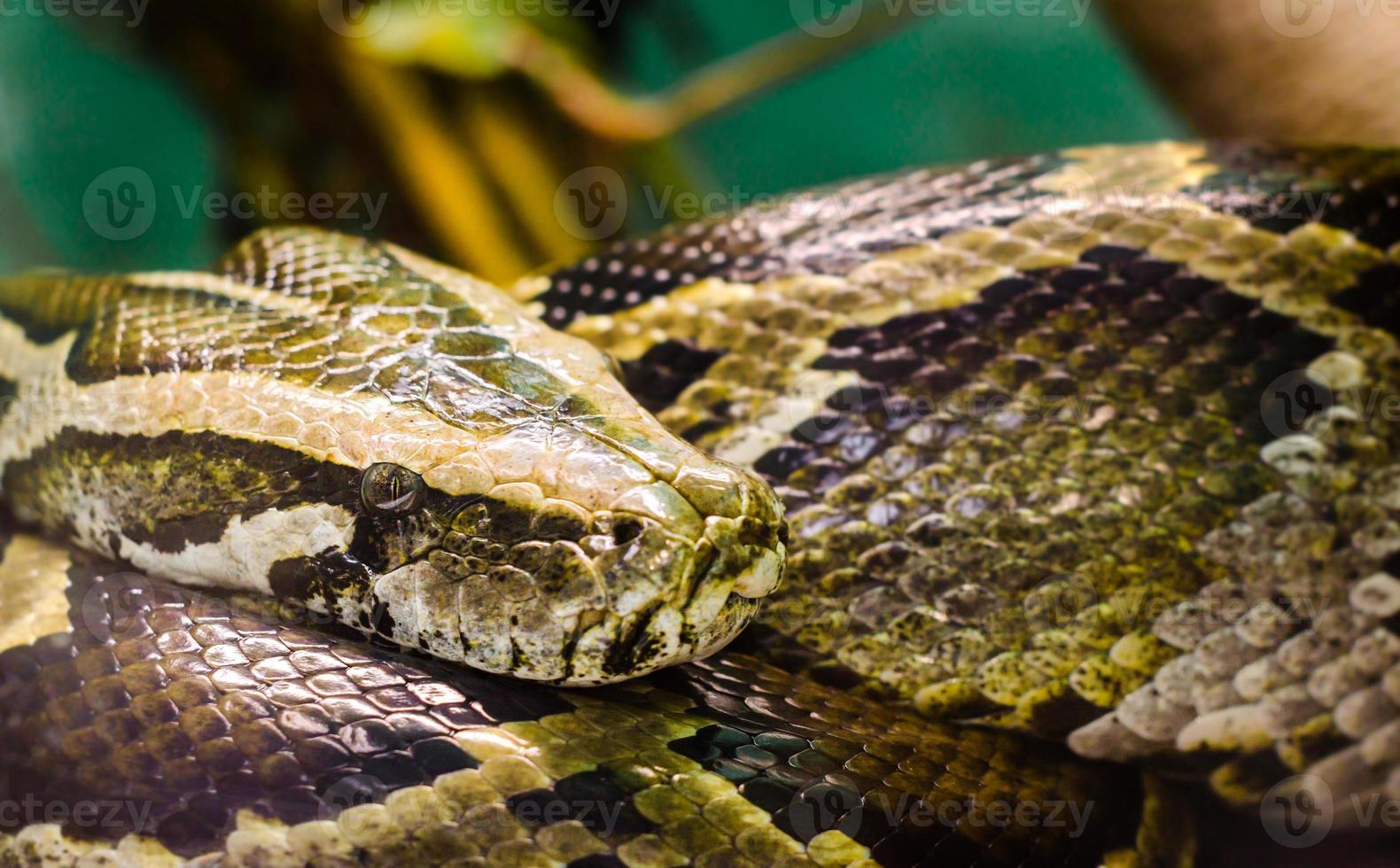 Big snake anaconda close up photo
