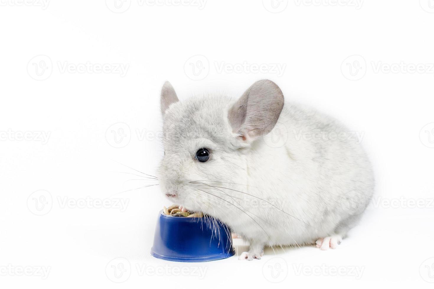 White chinchilla eats its food from a blue bowl on a white background photo